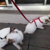 Belinda & her Boys Monte & Carlo