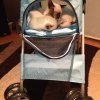 Belinda's Cat Stroller