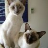 loki_and_boo_6_months.jpg
