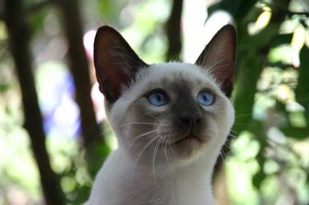 cadbury